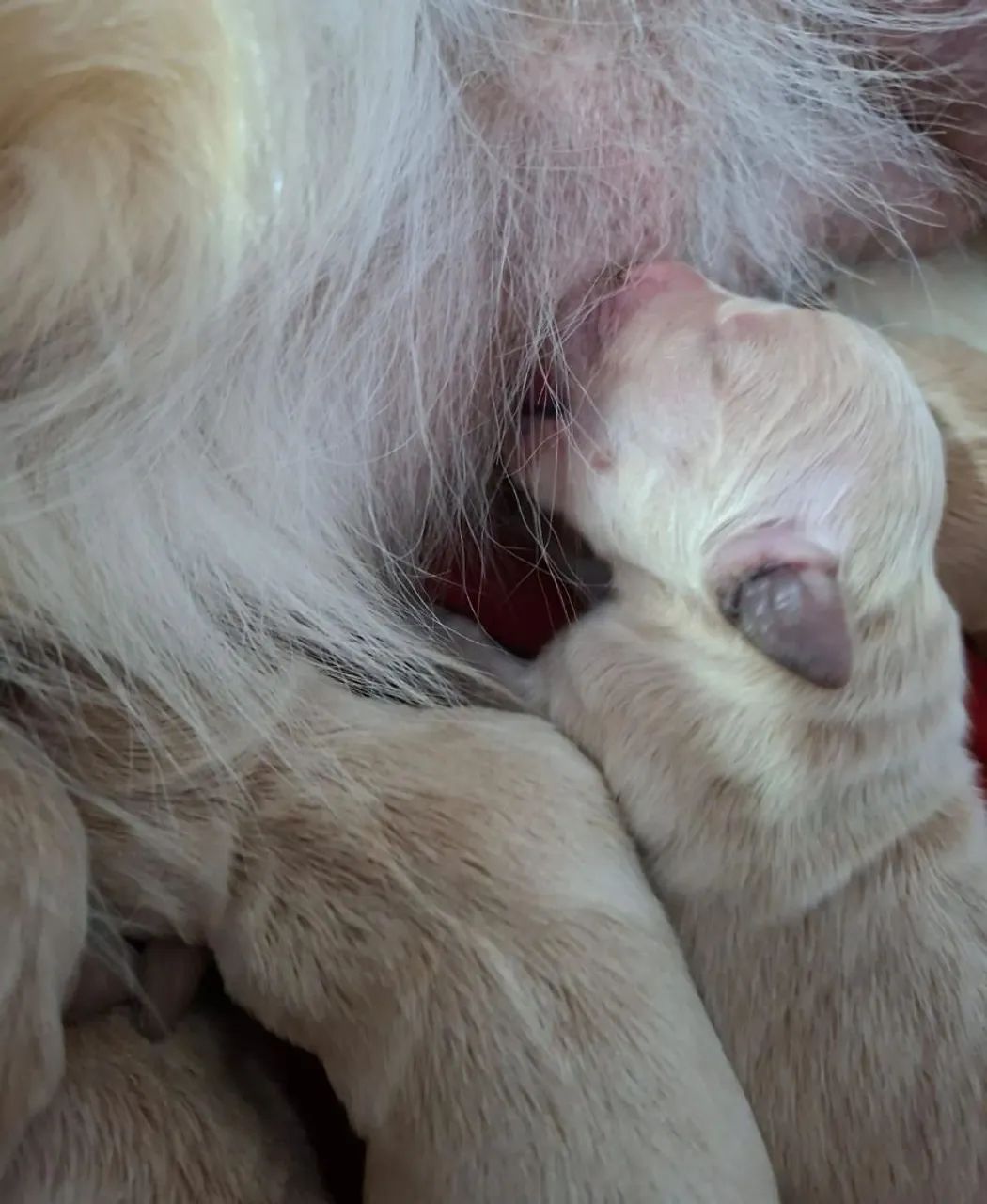 Filhotes Golden Retriever - Foto 3