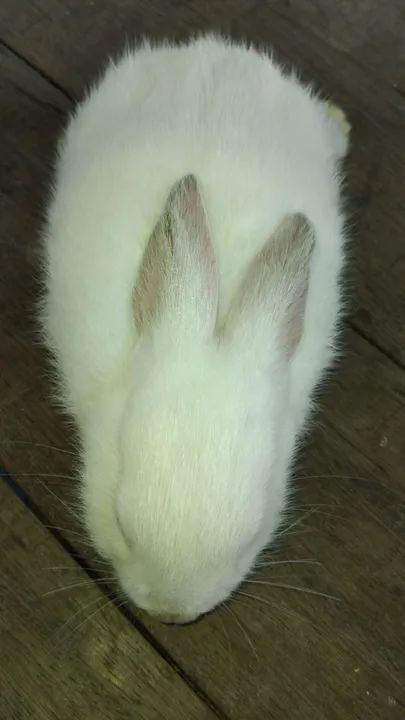 Raça Nova Zelândia  - Foto 6