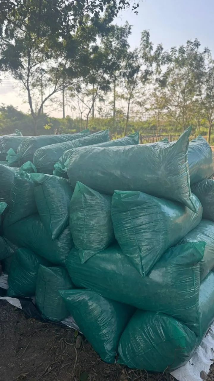 SILAGEM DE MILHO - Foto 4