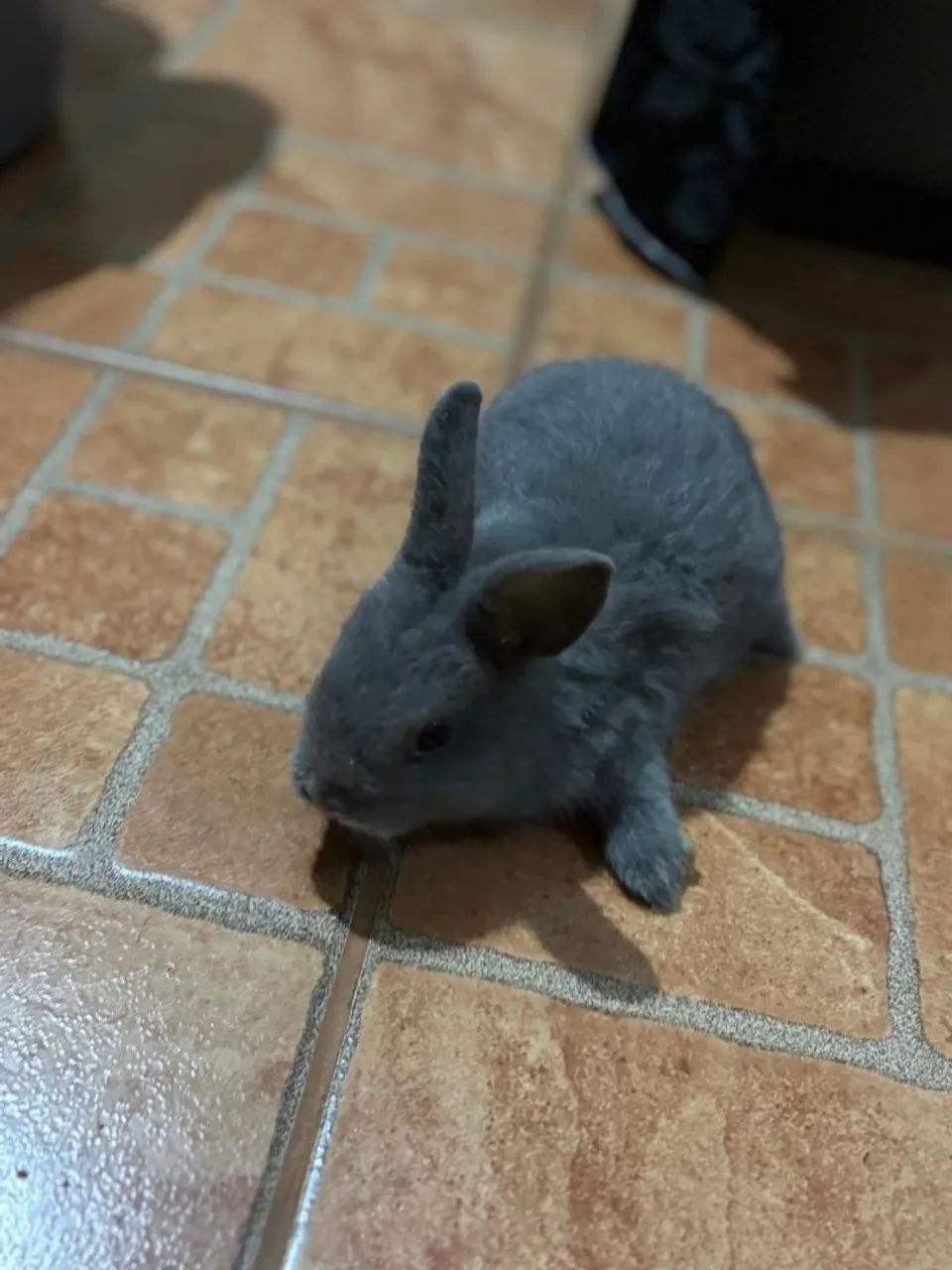 Mini coelhos  - Foto 3