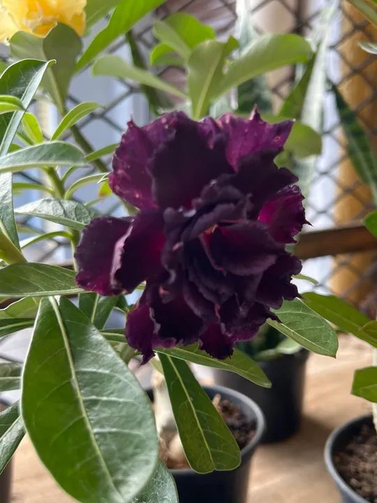 Rosa do deserto simples e dobrada cores variadas - Foto 3