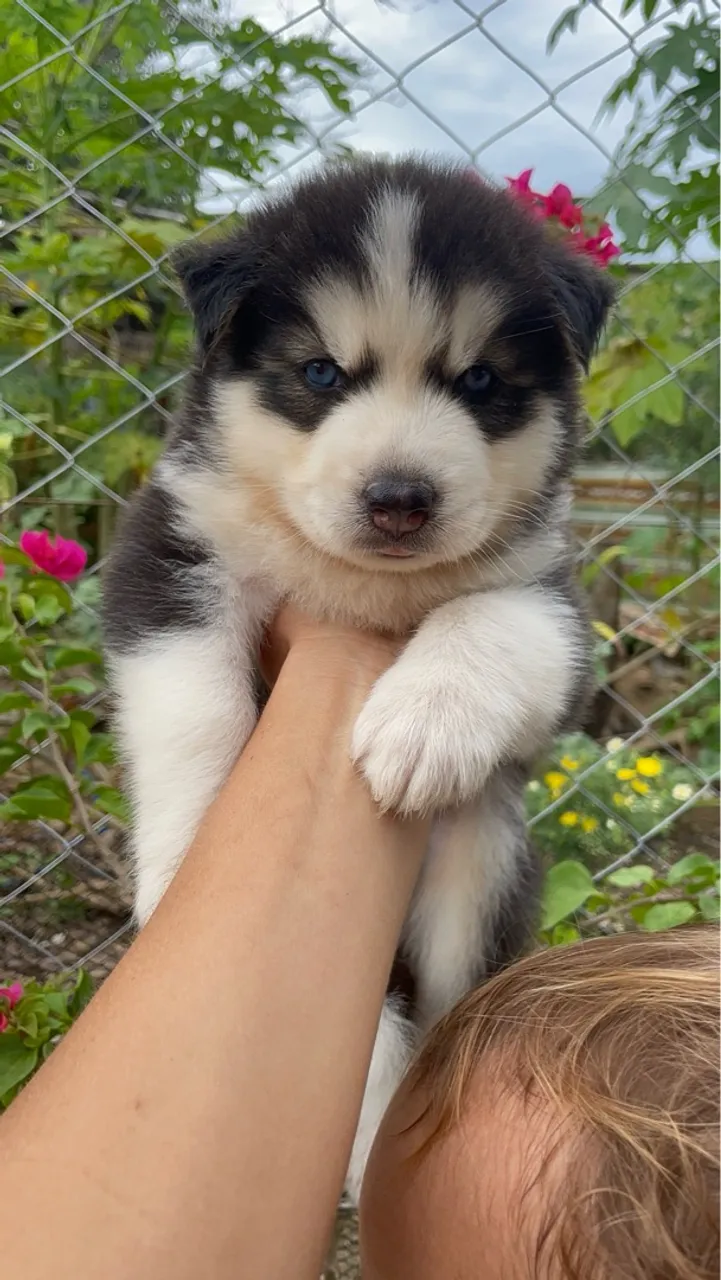 Filhote Husky Siberiano