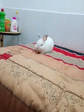 Coelho da raça Netland Rex - Foto 3