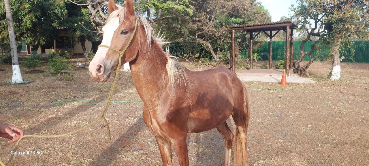 VENDA DE CAVALO - Foto 2