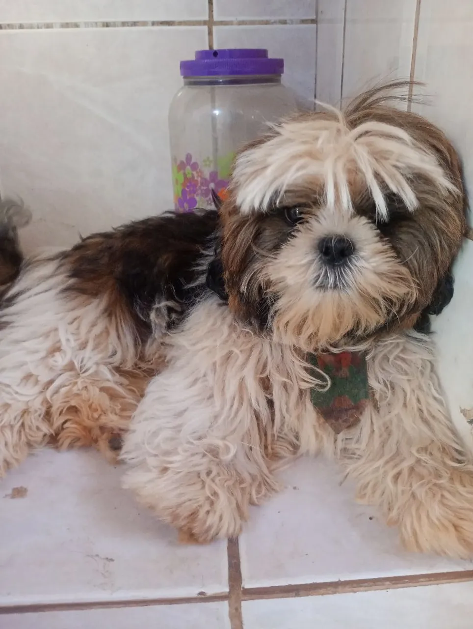 Shih Tzu