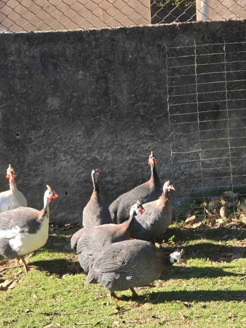 VENDO ANGOLAS MACHO