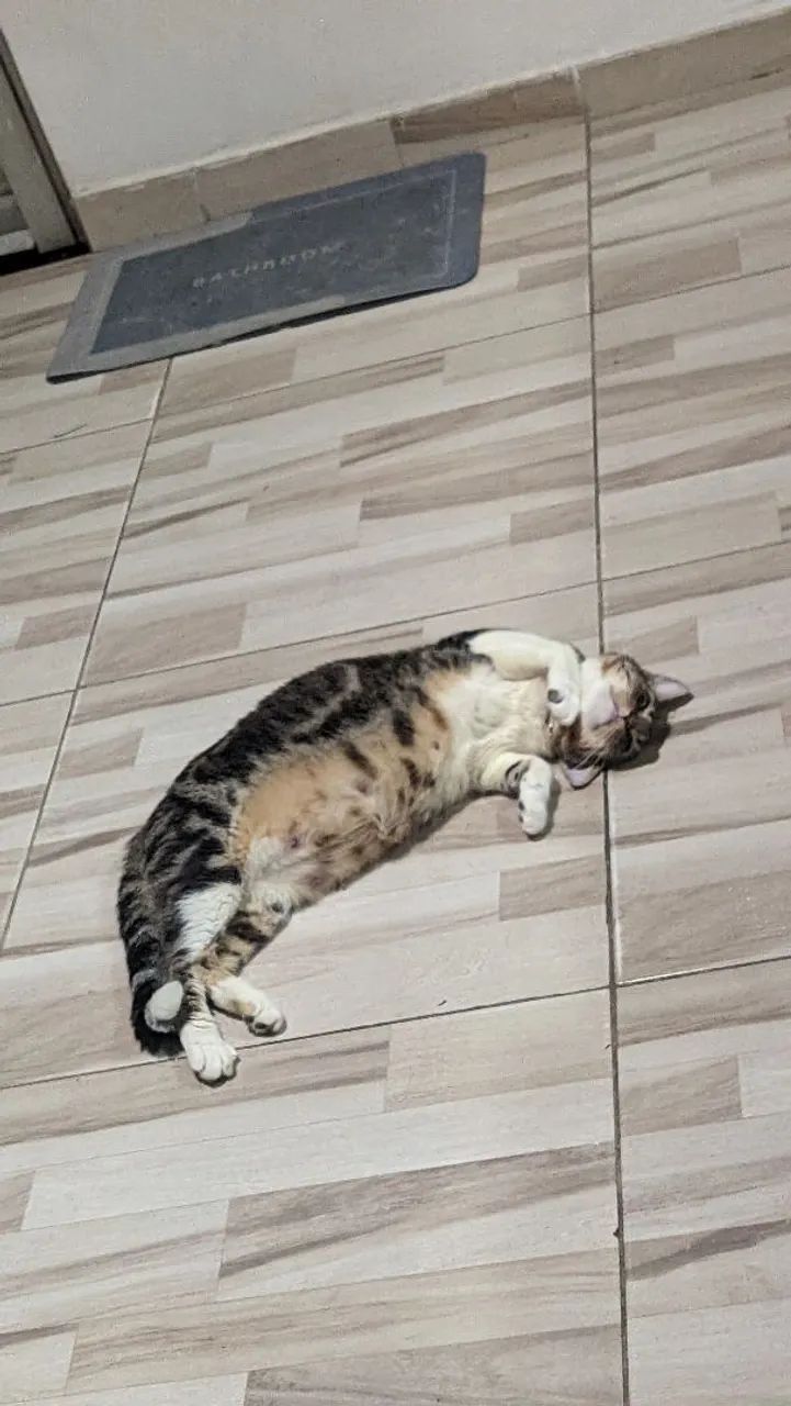 Gata mamãe para adoção