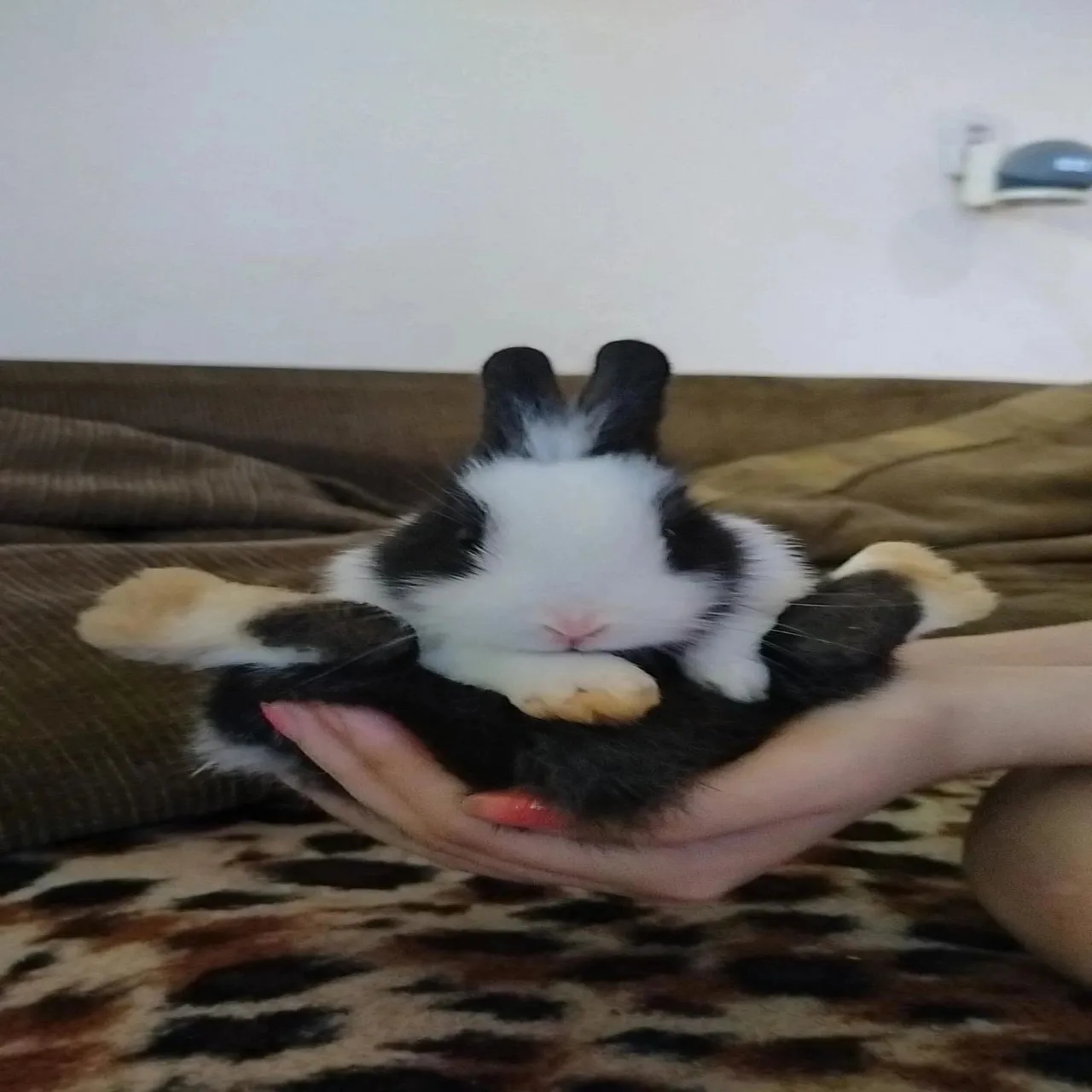 Coelhinho fofo para adoçar seu dia!