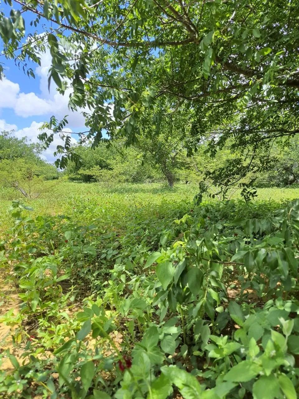 Fazenda com 45 hectares em jandaira com 2 poços tubulares 100% plana - Foto 4