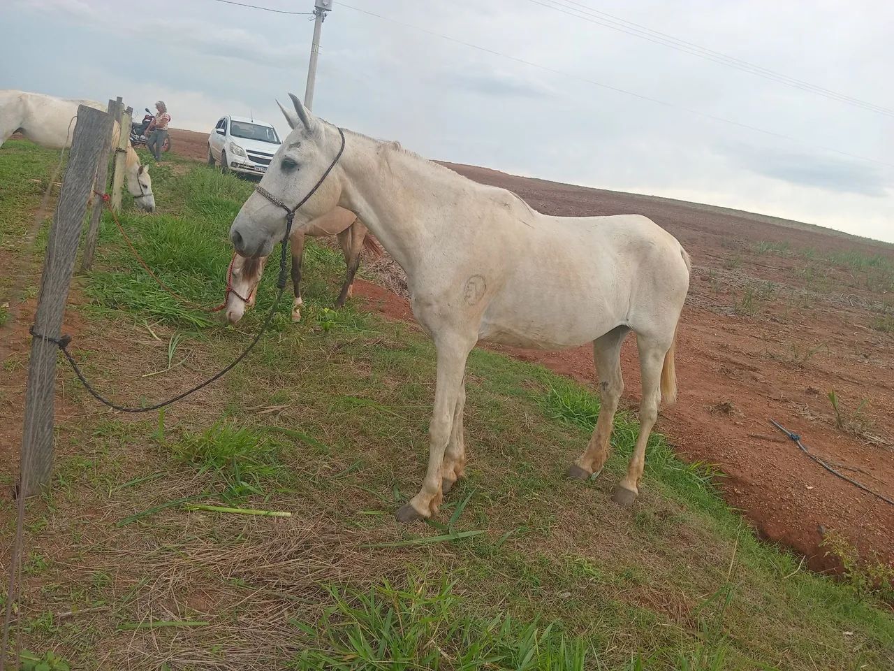 Vendo cavalo de 7 anos Bom pra lida 