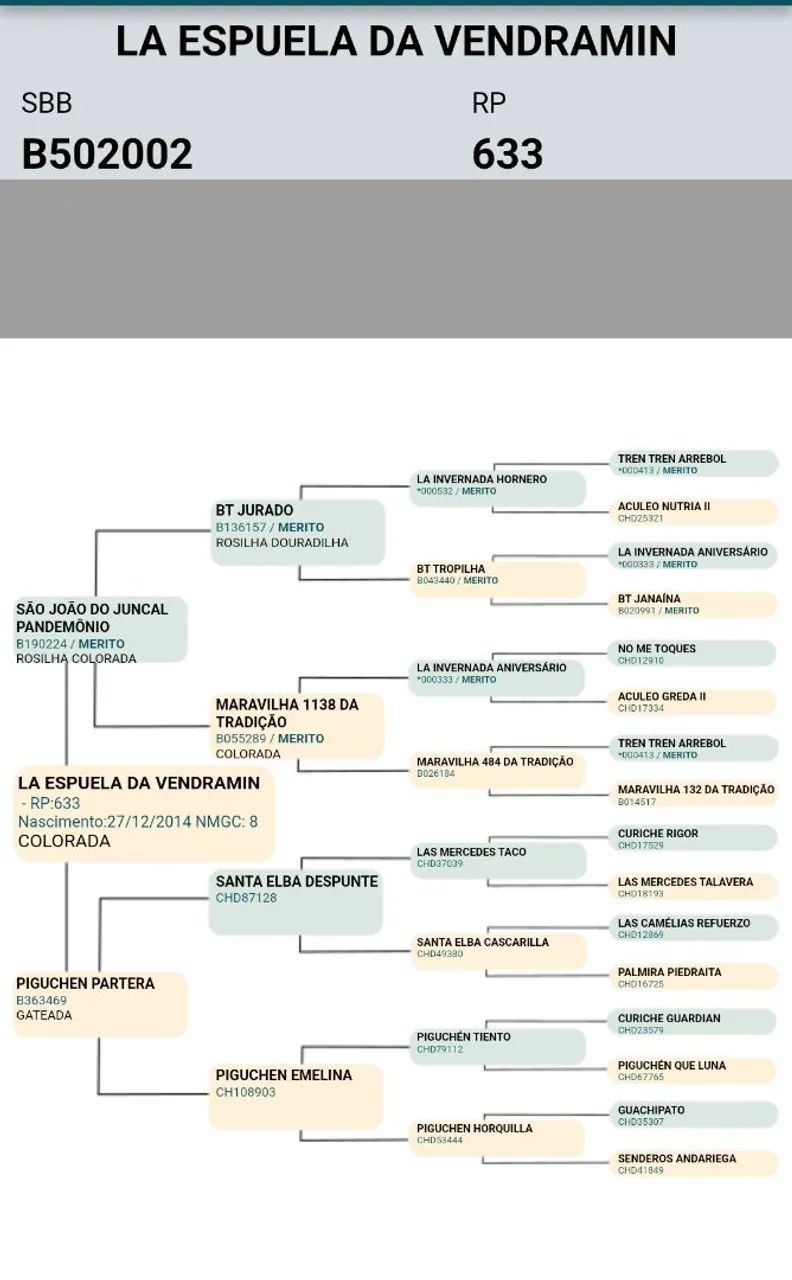 Égua Crioula - Foto 4