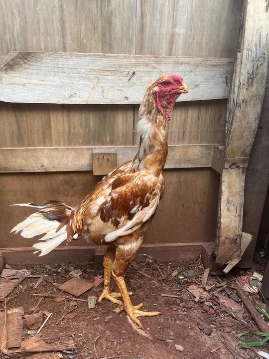 Índio gigante  - Foto 2