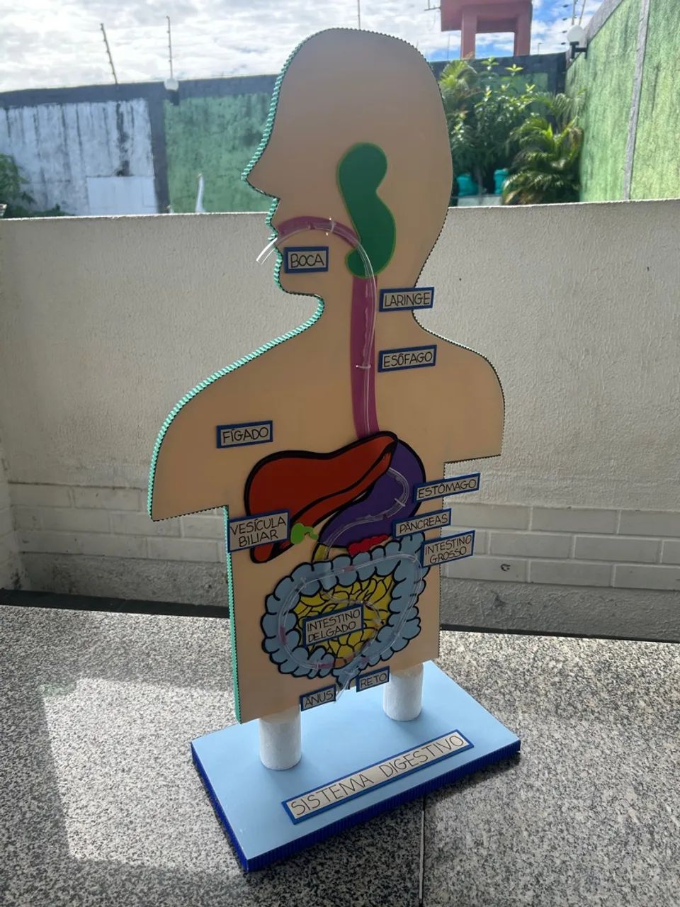 Maquete do Sistema Digestivo 