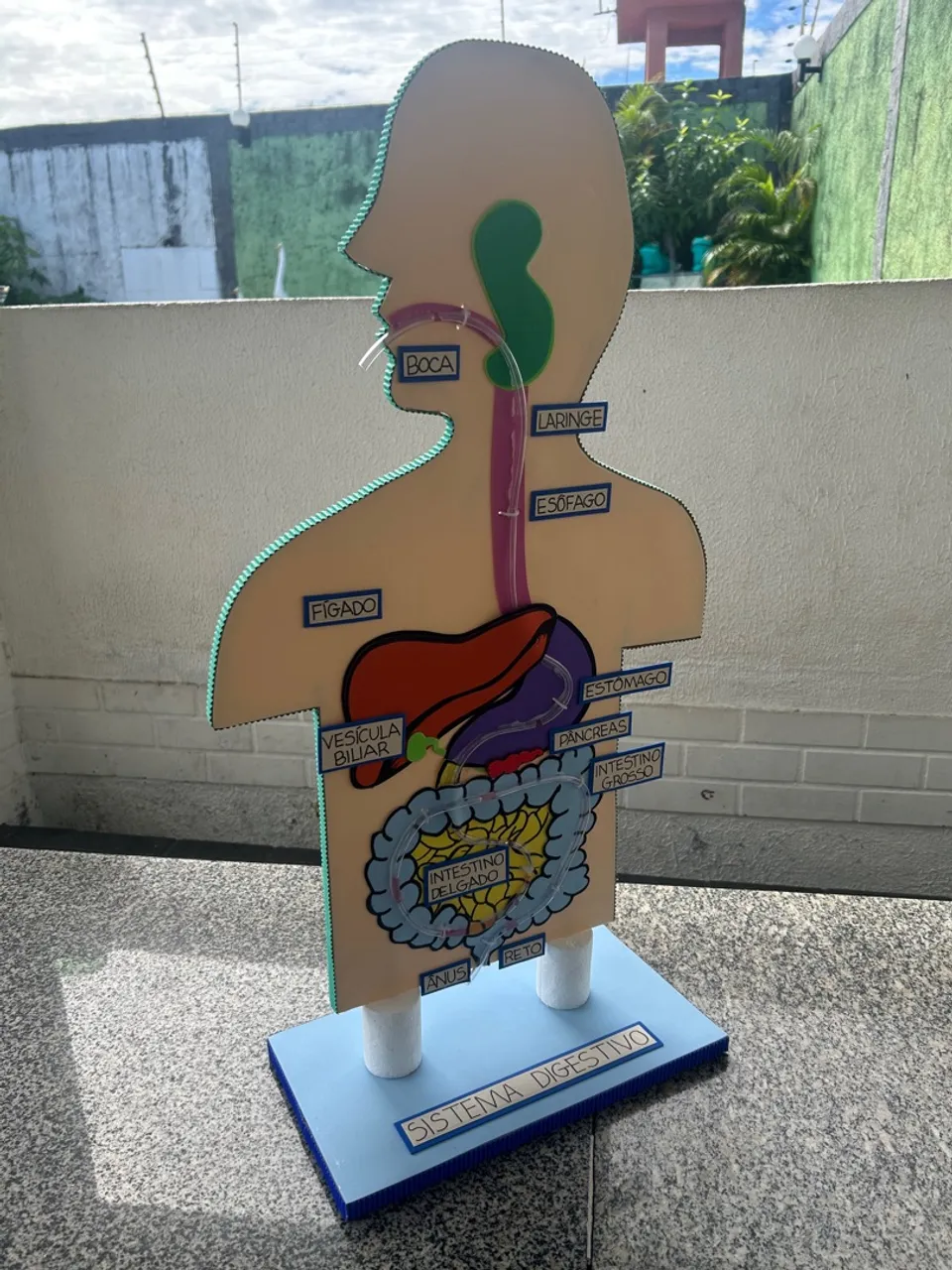 Maquete do Sistema Digestivo