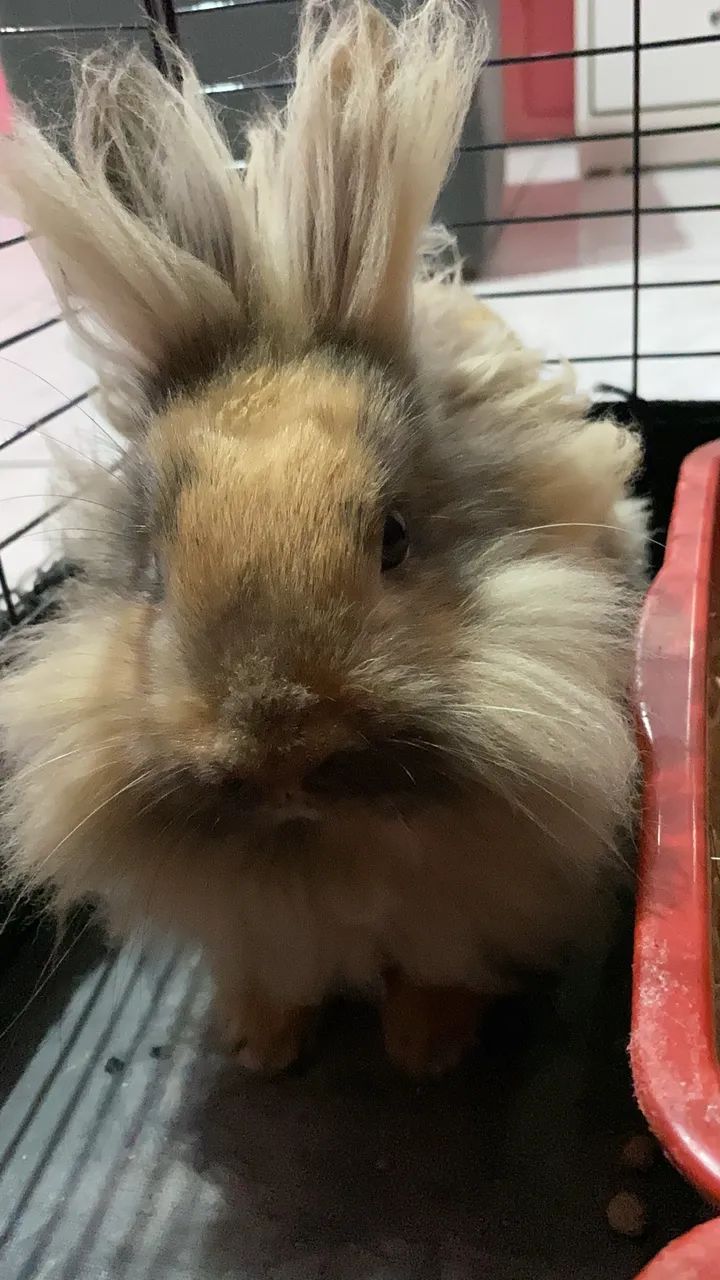 Vendo coelho mini lion com anão 