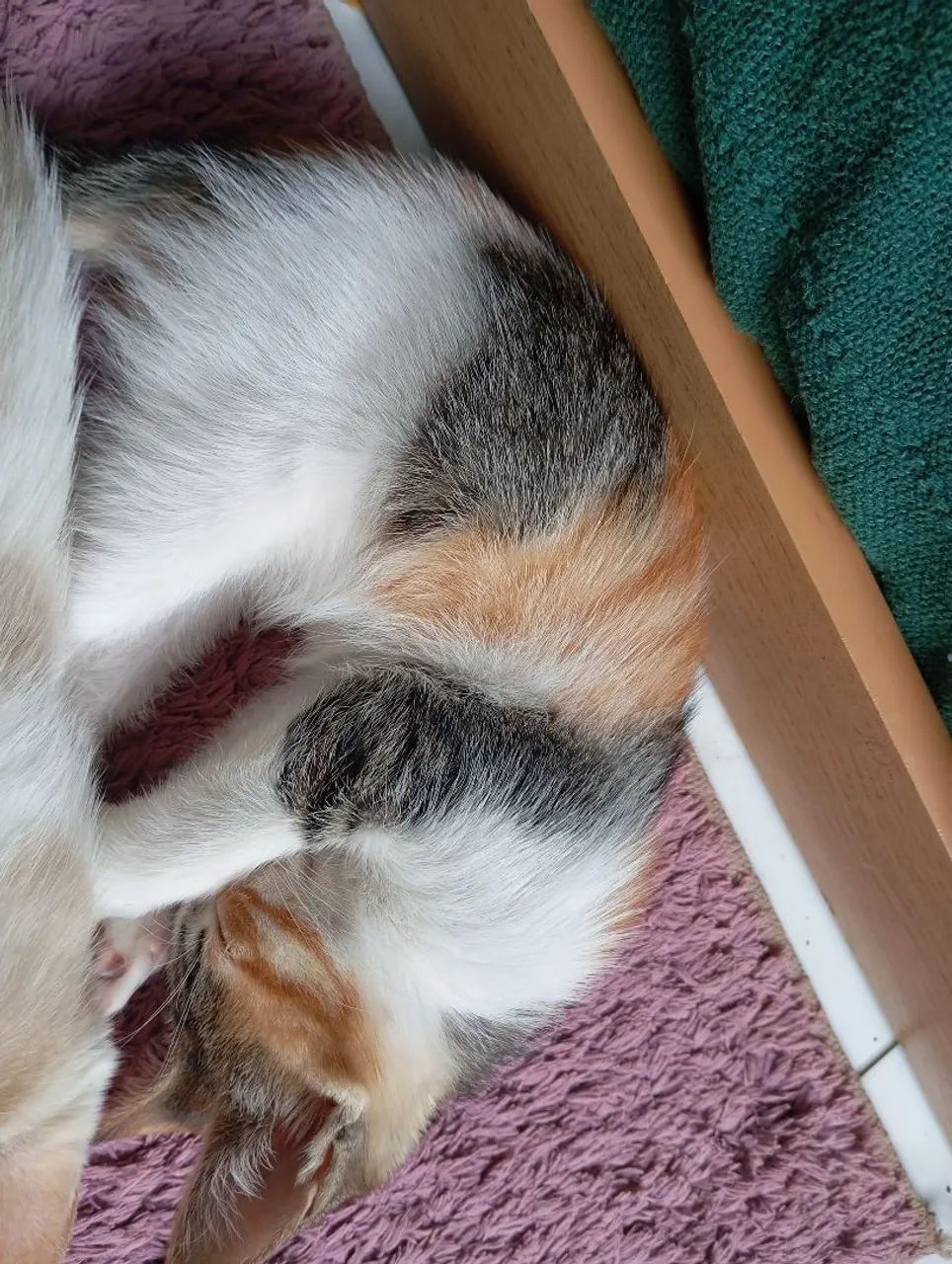 Doação de gatinhos - Foto 4