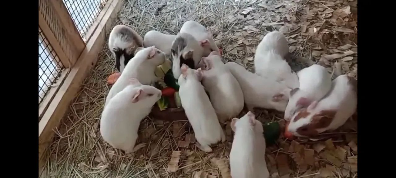 Porquinhos da índia  - Foto 3