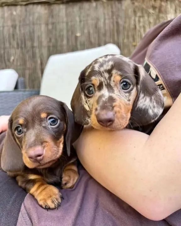 Basset Teckel: Incríveis