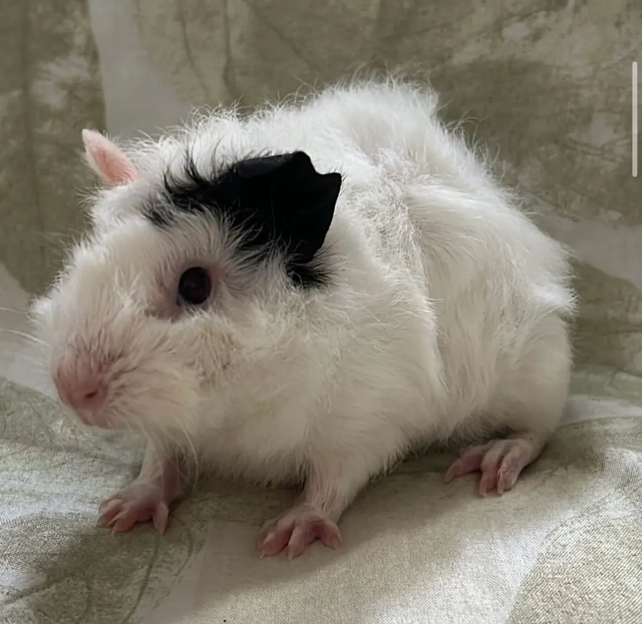 Porquinha da índia  - Foto 3