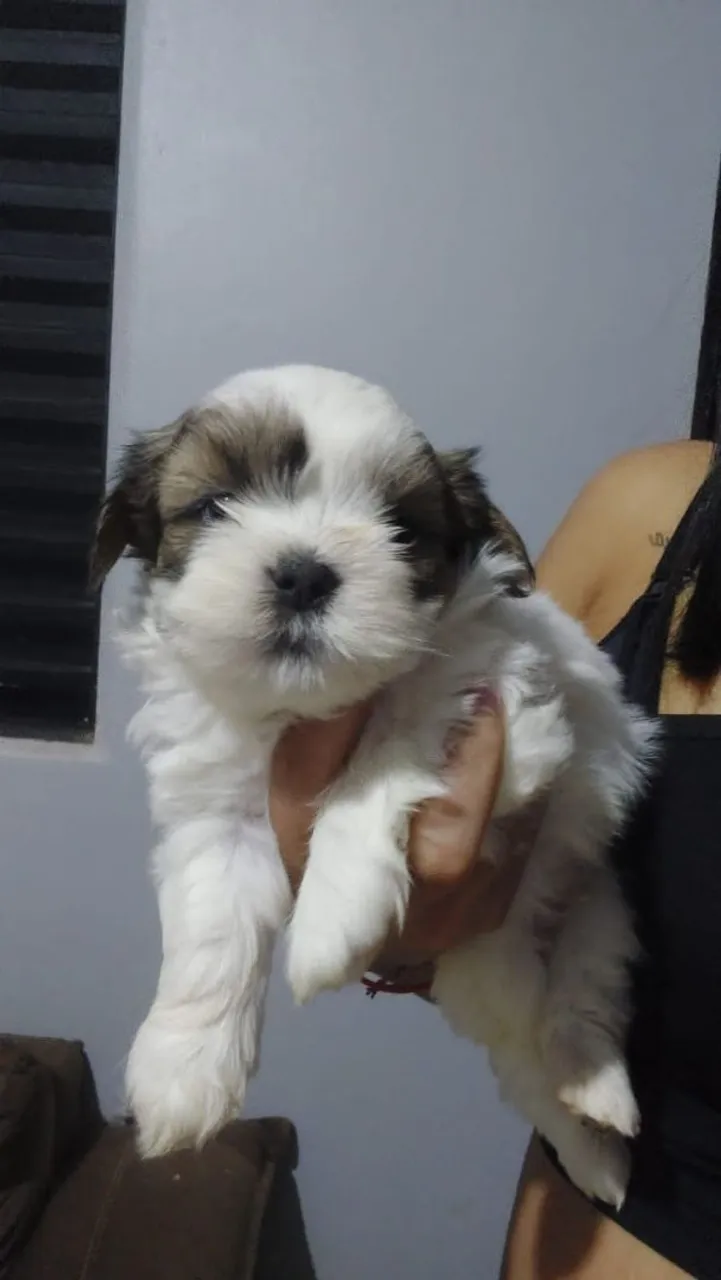 Filhote de Shih Tzu