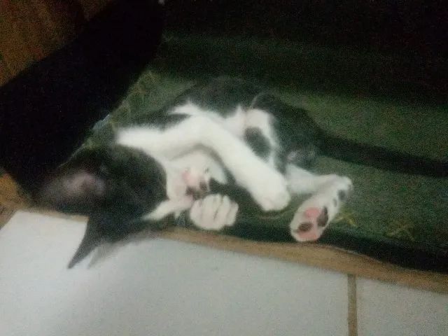 filhotinho de gato para adoção - Foto 4