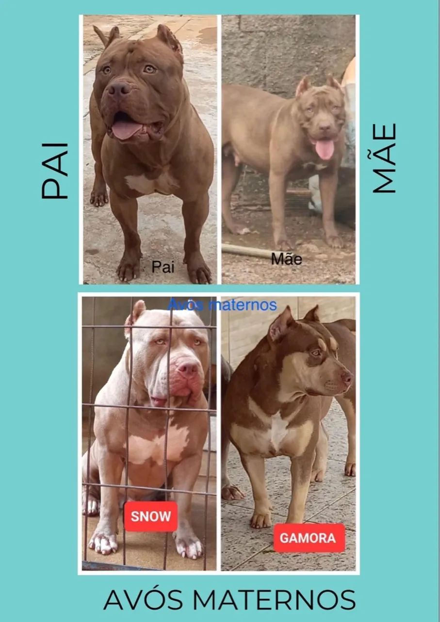 Filhote Pit Monster macho  - Foto 4
