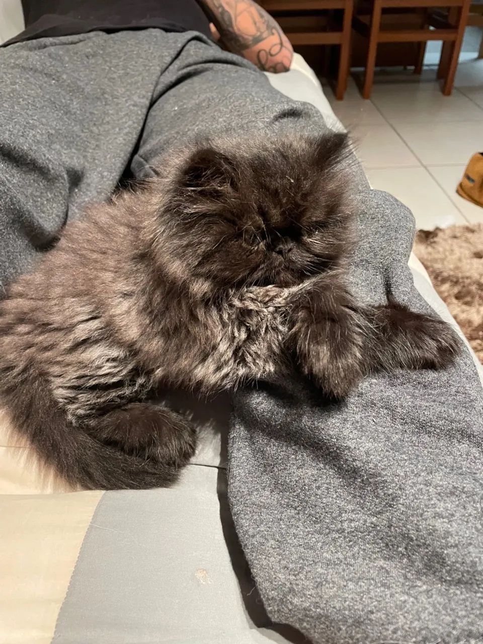 Filhote de Gato Persa Macho  ? - Foto 2