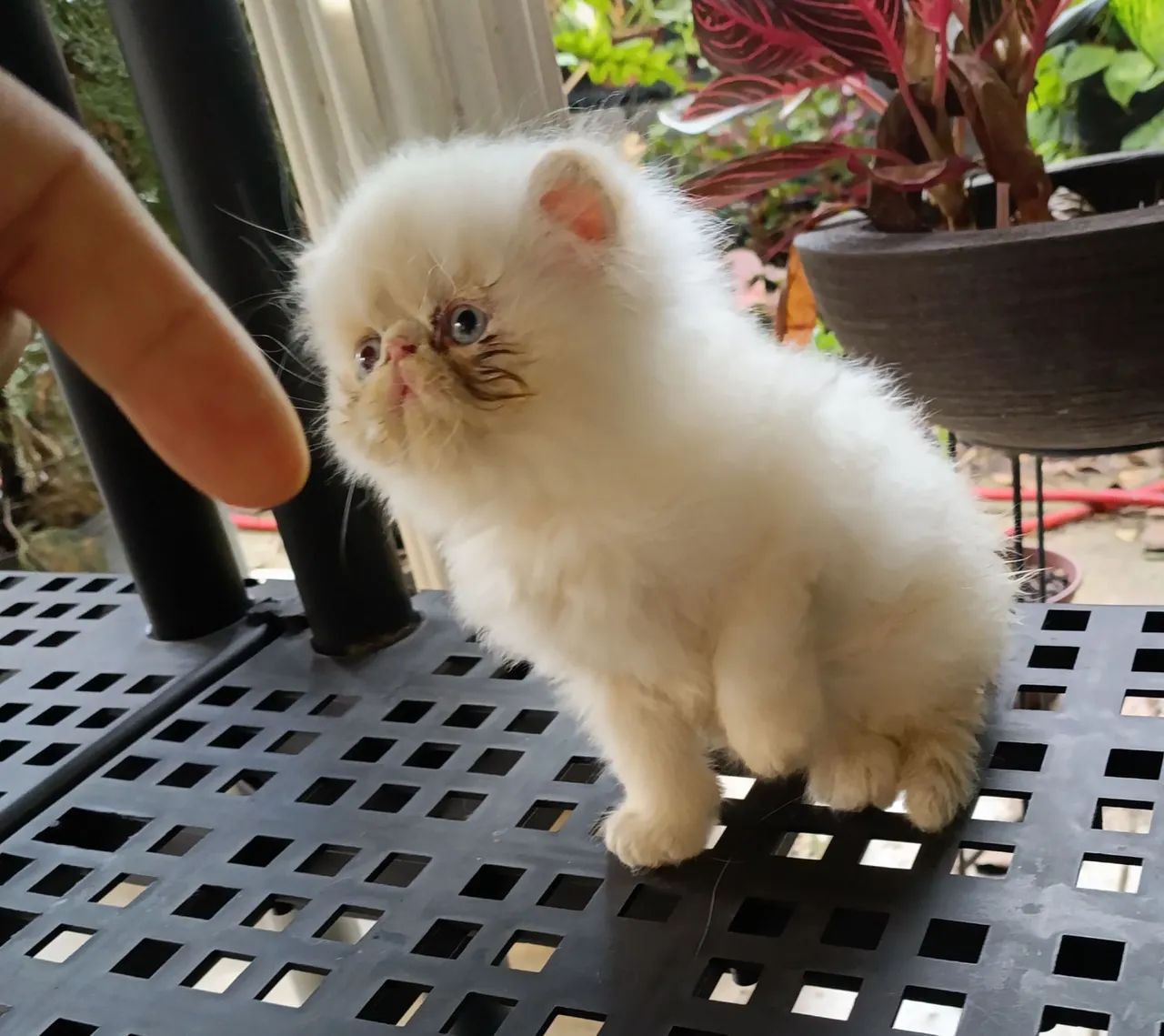 Gatos persas brancos de olhos azuis - Foto 3