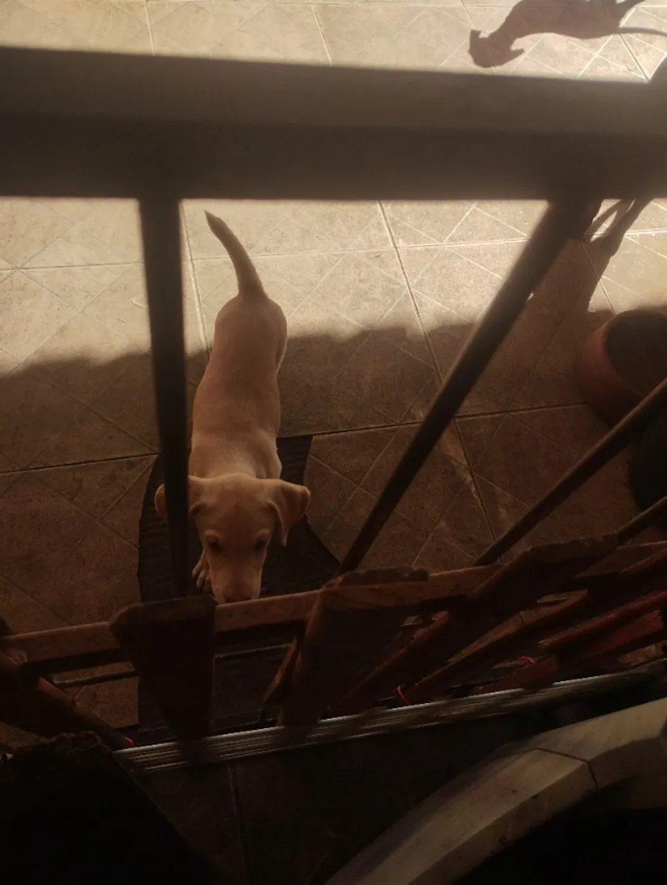 Labrador