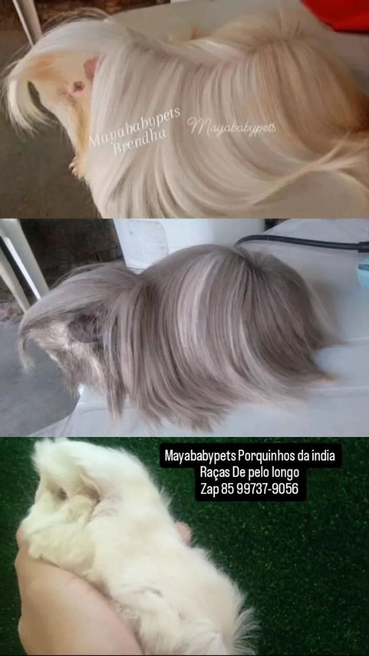 Porquinhos da Índia de pelo longo