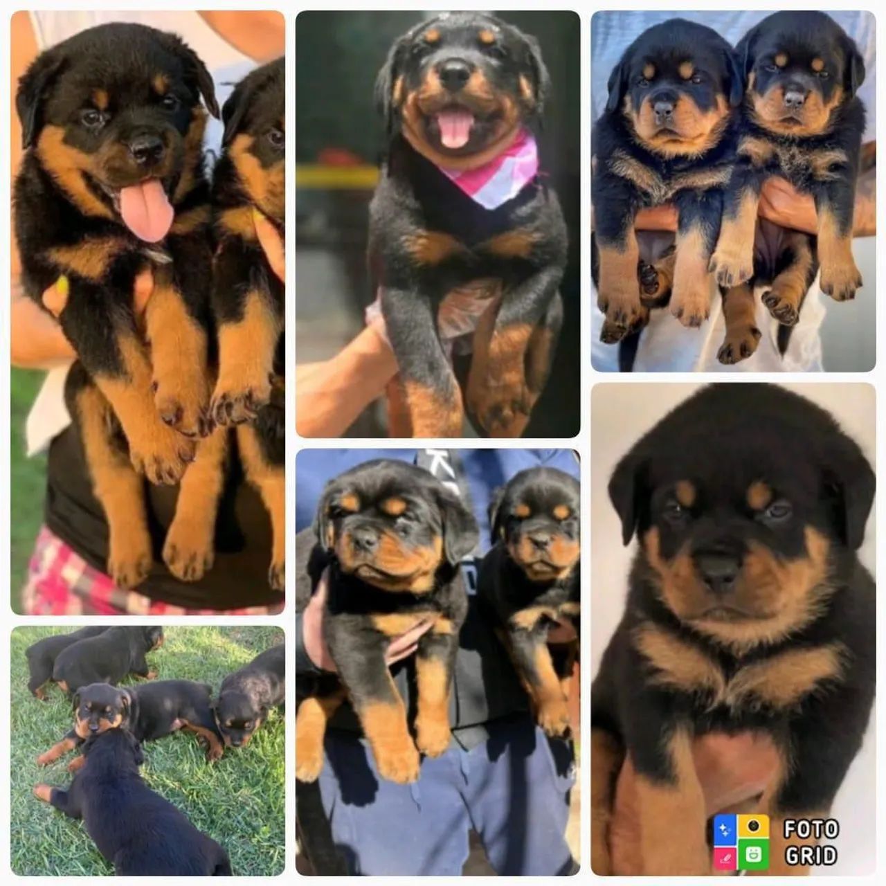 Filhotes de Rottweiler 