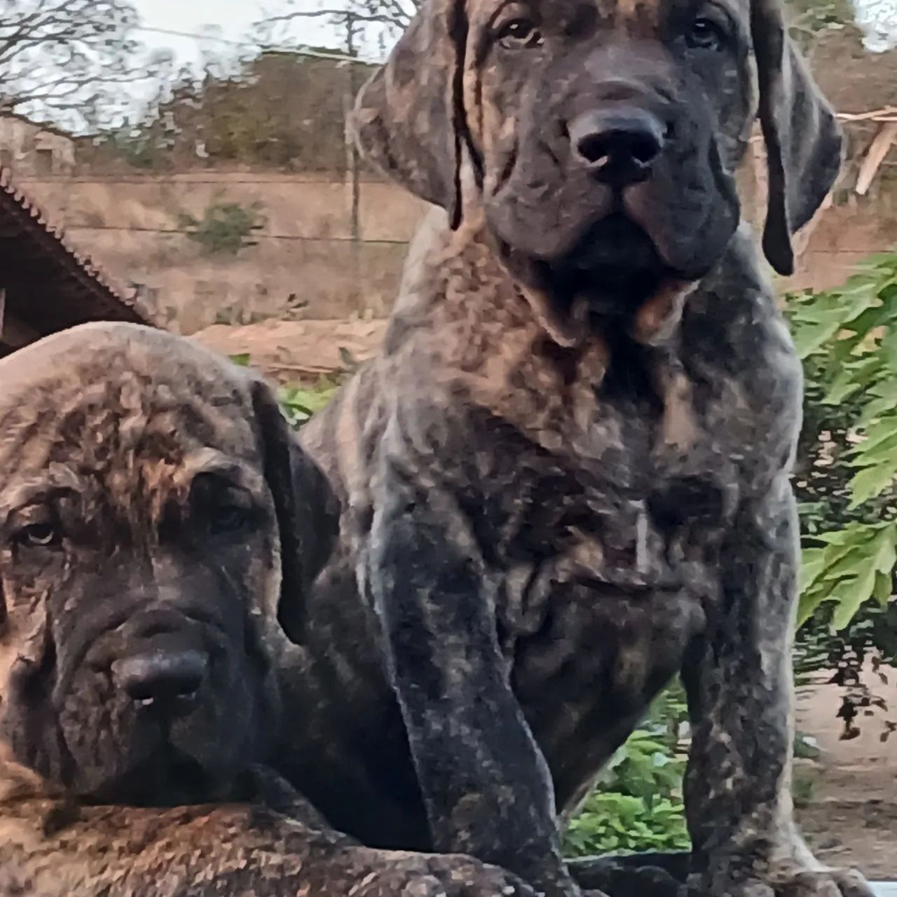 Vende-se dois belíssimo filhote de fila brasileiro macho  - Foto 4
