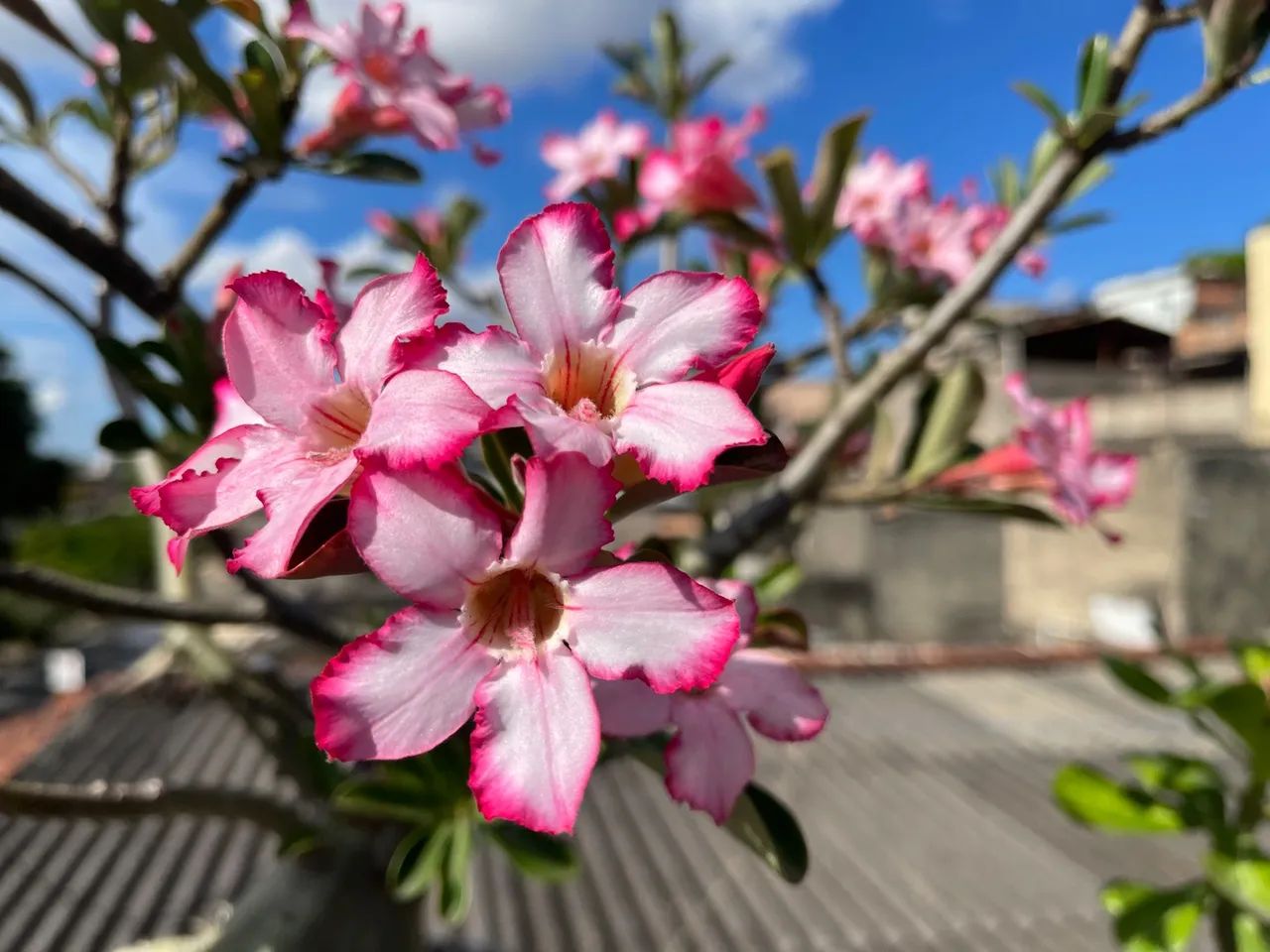 Rosa do deserto - Foto 2