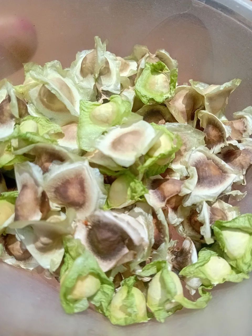 Semente de Moringa ou mudas.