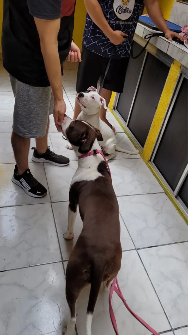 Adestramento de cães em SJC - Foto 6