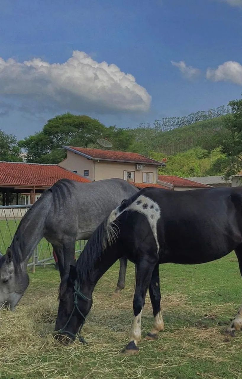 Égua Mangalarga Marchador - Foto 2