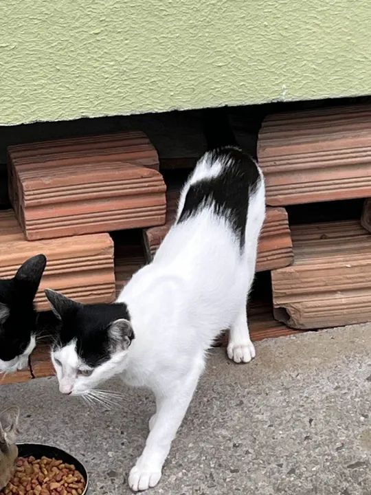 Doação gata femea (Criciúma - SC) - Foto 2