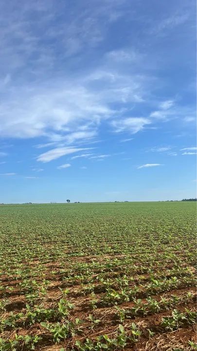 Fazenda 96 alqueires (464 hectares) - Foto 2