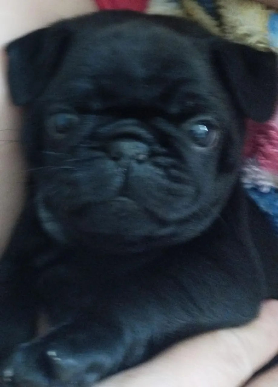 Filhote de Pug tenho ainda um casal zap *