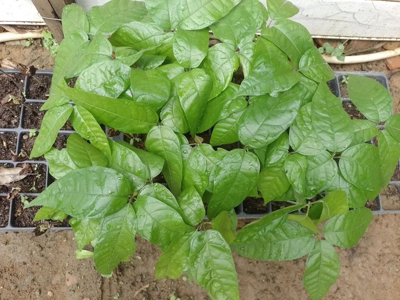 Mudas de CACAU  - Foto 4