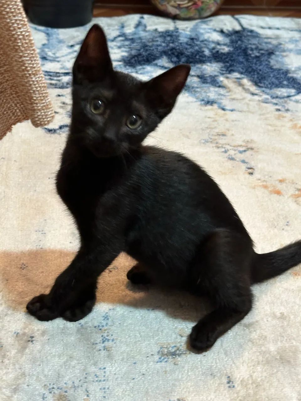 Doação filhote de gato ?