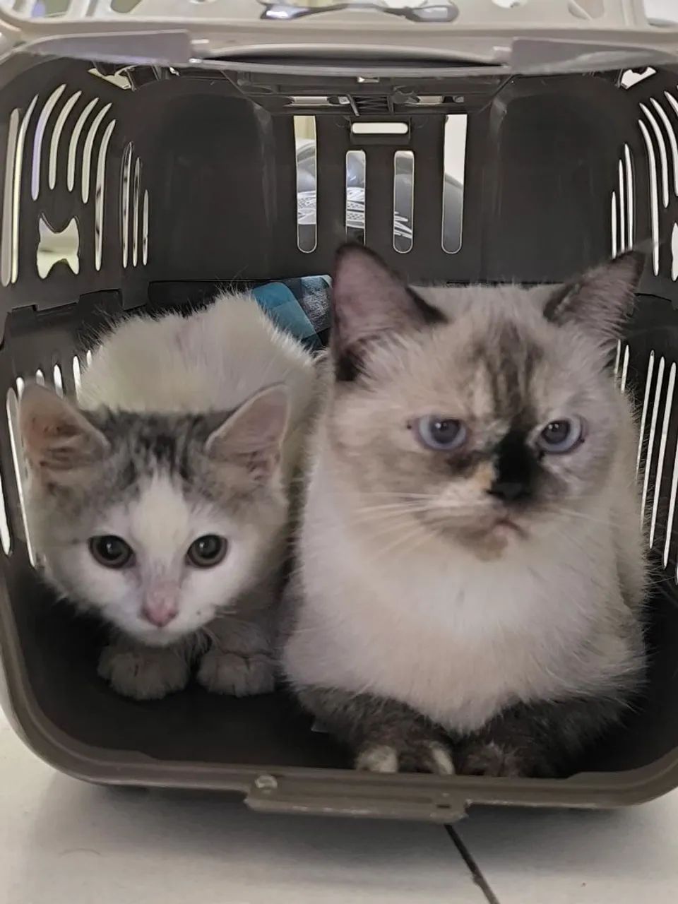 Doação de gatos