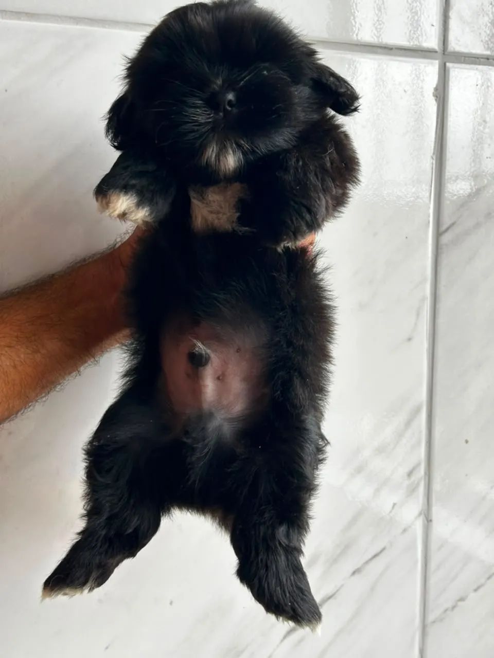 Um amor peludo - Foto 3