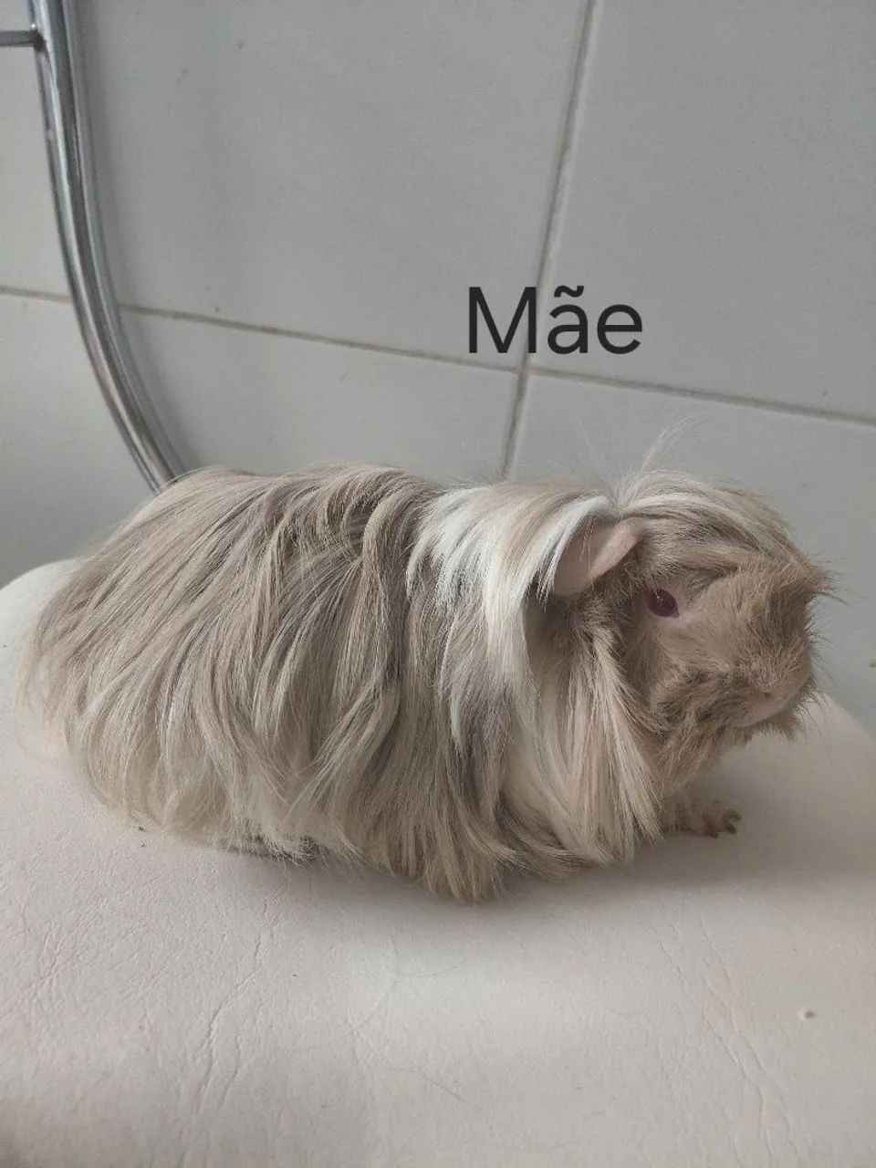 Filhote porquinho da índia peruana fêmea  - Foto 2