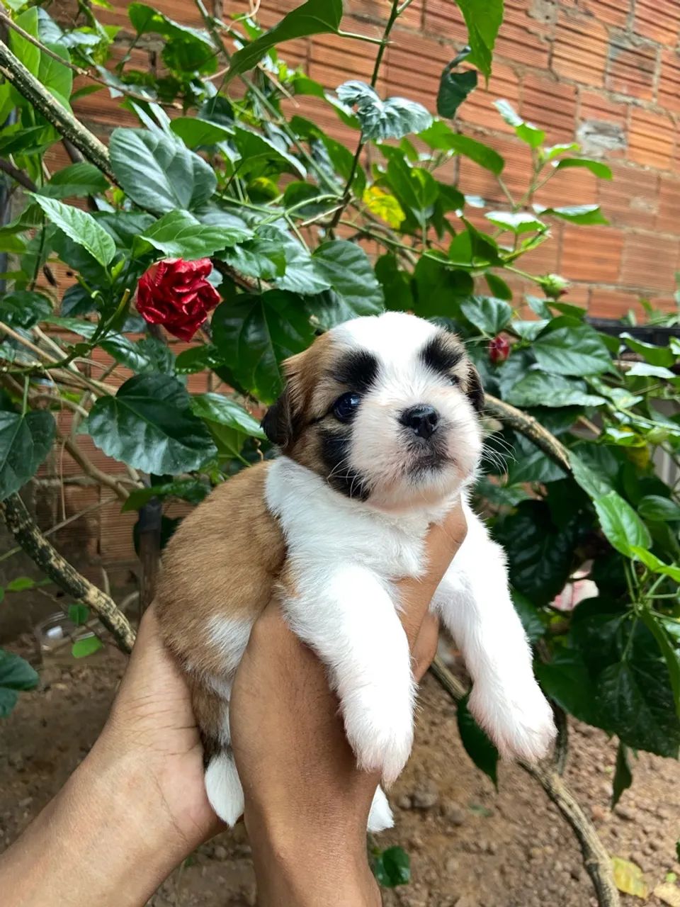 Vende-se Shihtzu