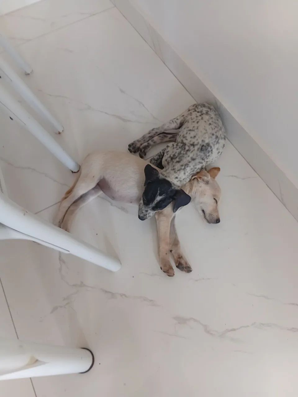 Filhotes de cachorros para adoção.  - Foto 4