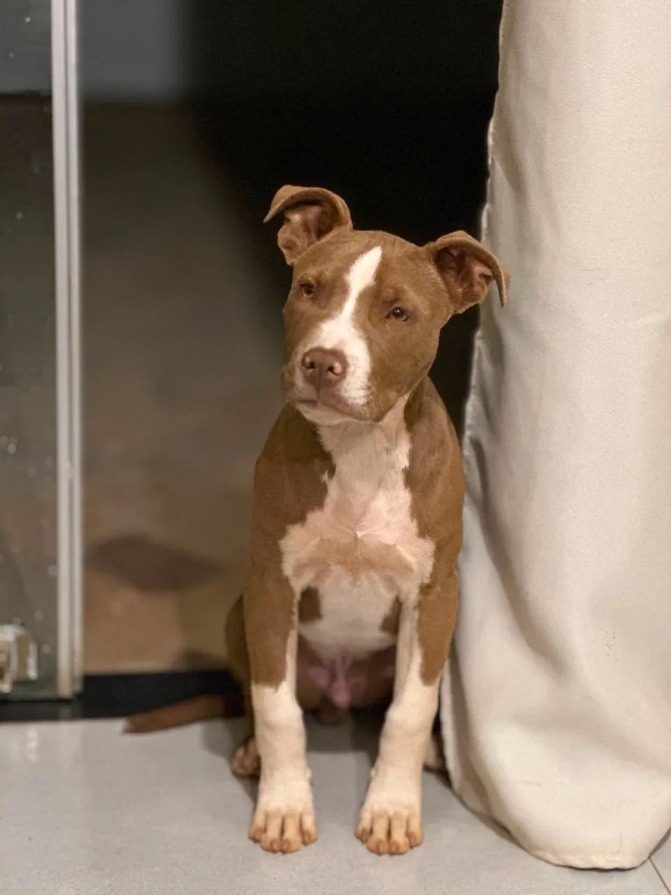 Pitbull - Foto 4