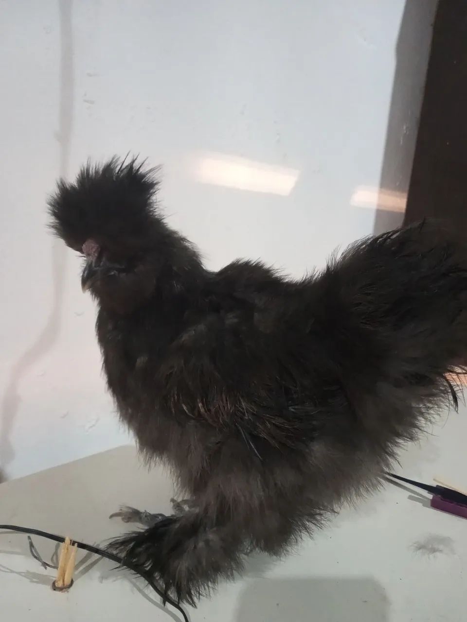 Frango sedosa do Japão ótimo padrão racial  pequeno porte  - Foto 4