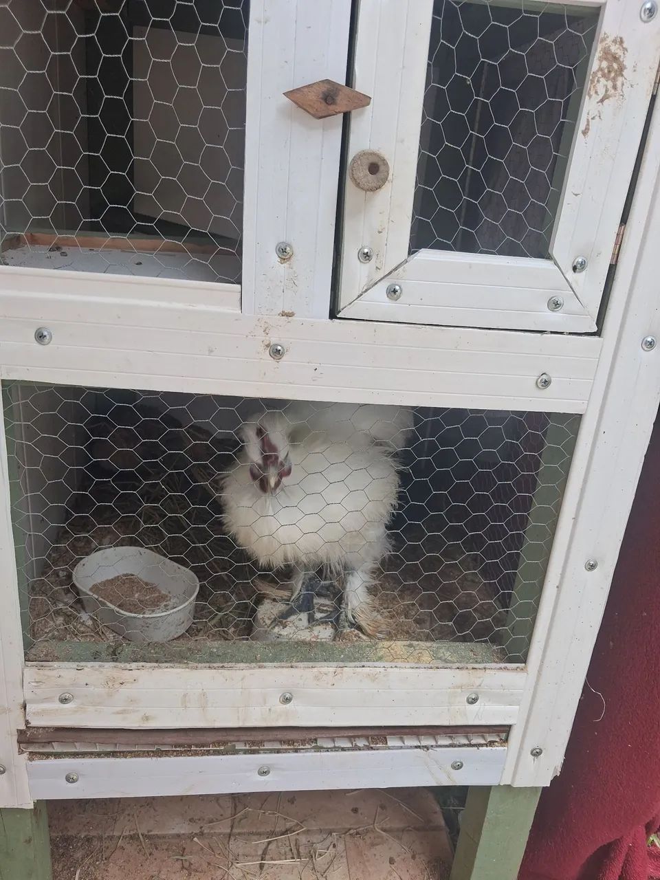Vendo viveiro com GALO sedoso e codornas