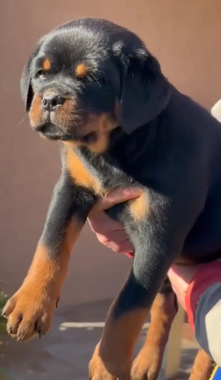 ROTTWEILER DISPONÍVEIS - Foto 2